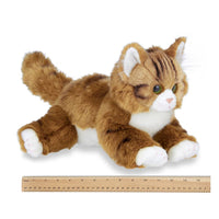 Manny the Maine Coon Cat