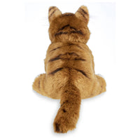 Manny the Maine Coon Cat