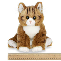 Manny the Maine Coon Cat