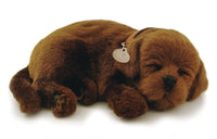 Perfect Petzzz Dogs and Cats