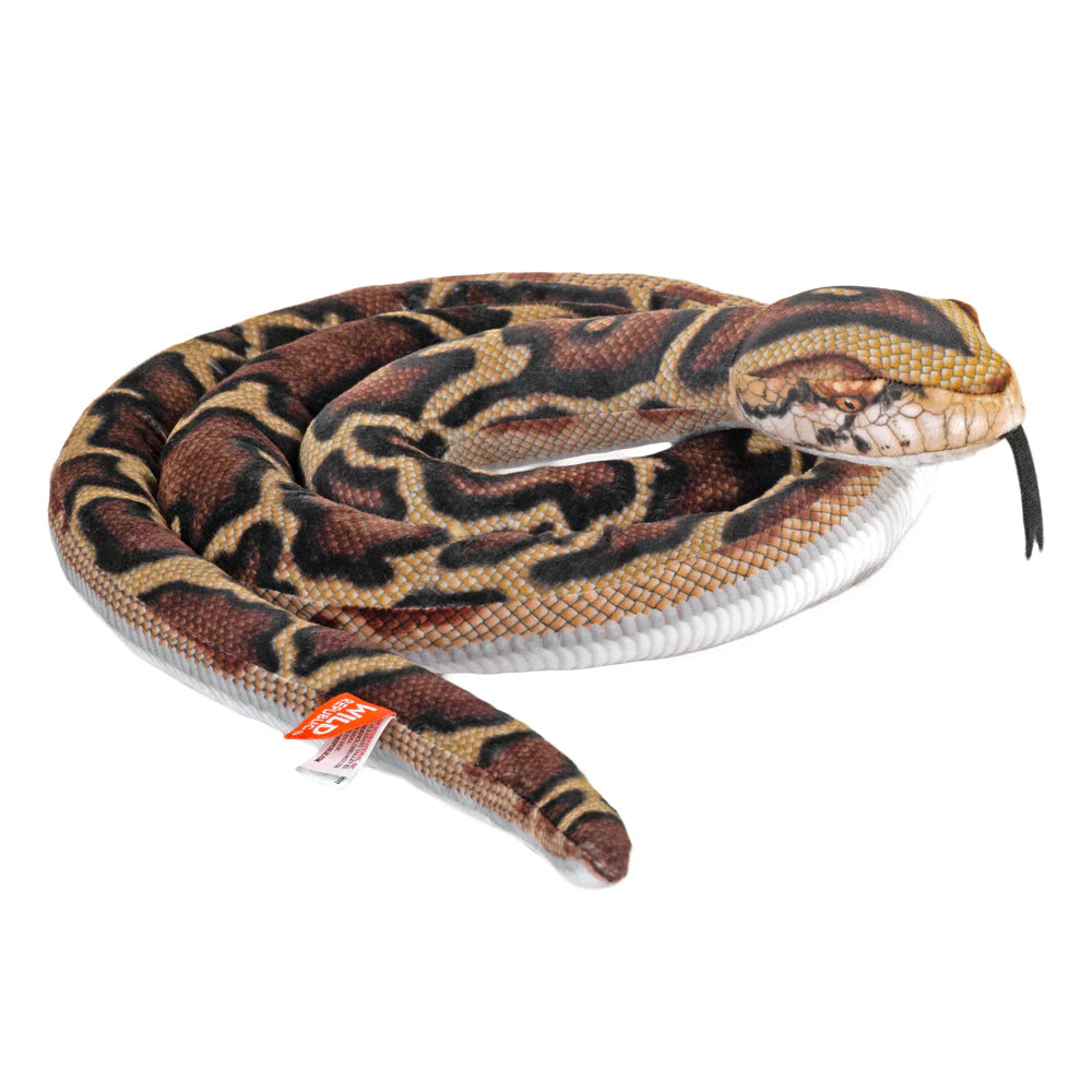 Living Burmese Python - 60”