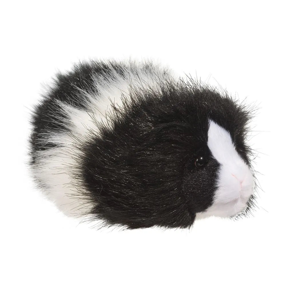 Angora black/white guinea pig