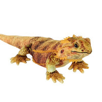 Living Bearded Dragon - 24”