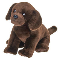 Brody the Chocolate Lab
